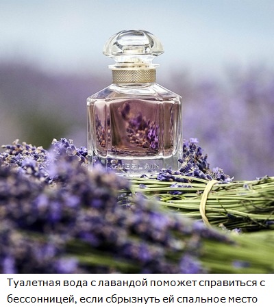 Аромат лаванды избавит от бессоницы Духи с лавандой избавят от бессоницы